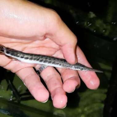 HIASAN AQUARIUM FLORIDA GAR ALIGATOR HIGH QUALITY MARS AQUATICS Multicolor