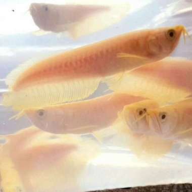 arwana silver albino grade A kuning 20 cm Multicolor