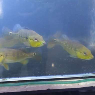 Hiasan Peacock bass Intermedia size 20-22cm Multicolor