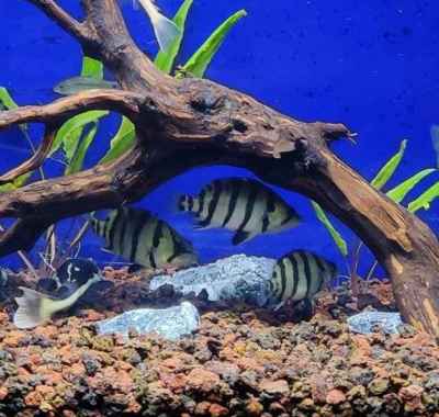 Tiger Datz Silver Multicolor