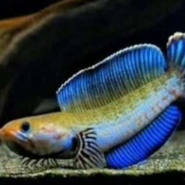 channa andrao 12cm Multicolor