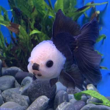 Ikan Hias Mas Koki Oranda - Panda White Head Multicolor
