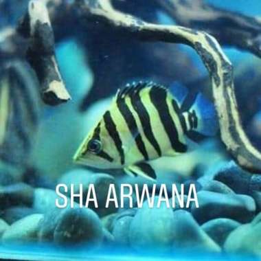 datz borneo tiger Multicolor