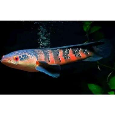 ikan chana red barito ,size 30cm ( 1 ekor ) Multicolor
