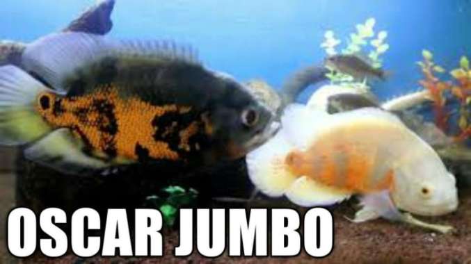 IKAN HIAS OSCAR BATIK / ALBINO JUMBO 20-25CM IKAN HIAS AIR TAWAR Multicolor