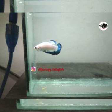 Cupang Blue Rim Betina Grade A Multicolor