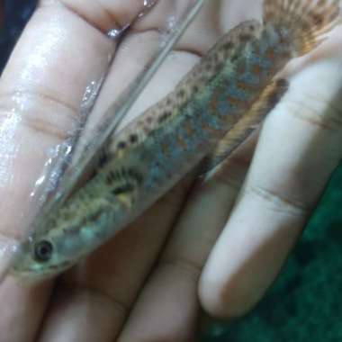 Channa Pulchra Red Multicolor