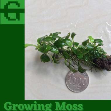 Anubias petite mp full daun air | anubias | tanaman aquascape Multicolor