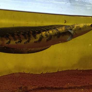 channa yellow sentarum 30cm up Multicolor