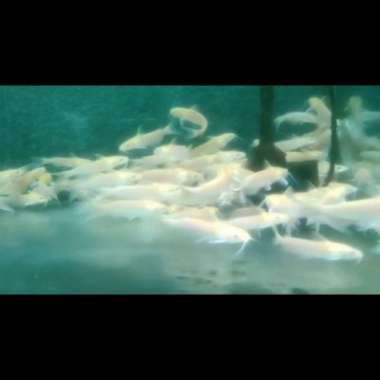 ikan chenell catfish 13.15 cm Multicolor