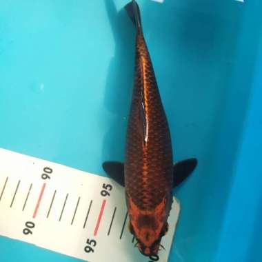 Ikan Koi Mukashi Ogon Multicolor