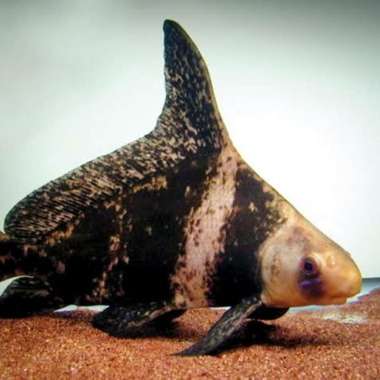 Ikan Chinese High Fin CHF Tankmate Goodmarking 12cm Multicolor