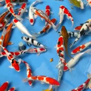 paket 3 ekor koi blitar jumbo 45-50cm Multicolor