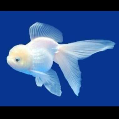 Koki Oranda White Beauty Jambul Size Berkualitas (L) Multicolor