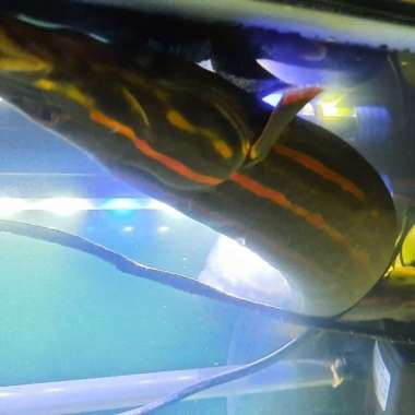 HIASAN AQUARIUM IKAN SILI API SIZE FIRE EEL TANKMAT JUMBO HIGH QUALITY Multicolor