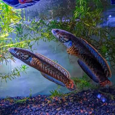 ikan hias chana channa bleheri rainbow sanke head pair (pasangan) Multicolor