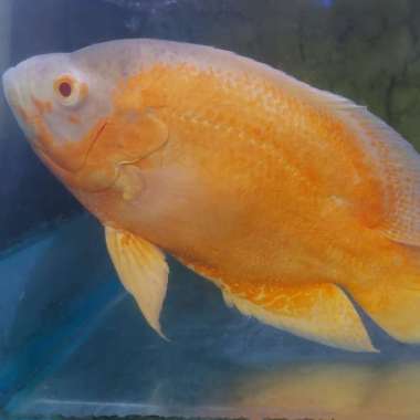 ikan Oscar Premium import Oscar Paris Big Size 25 cm oscar albino Multicolor