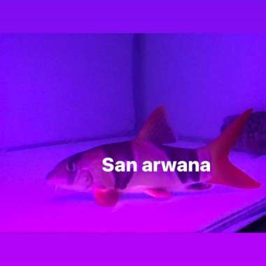 Botia jumbo ikan botia besar Multicolor
