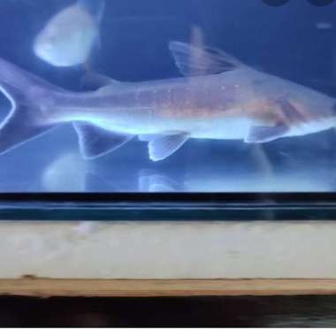 ikan papuan shark catfish 23.25 cm Multicolor