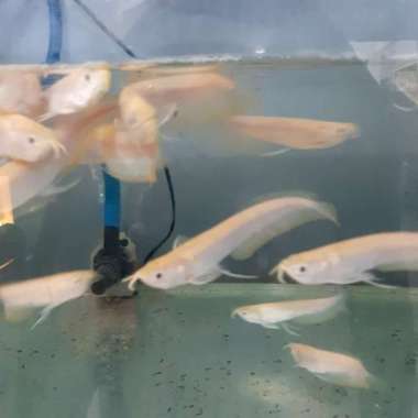 Ikan Arwana Silver Albino Multicolor