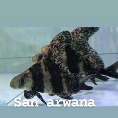 chinese high fin chf tankmate ikan chf Multicolor