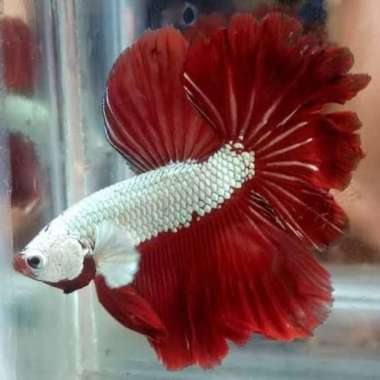 Hiasan cupang hm red dragon ukuran M Multicolor