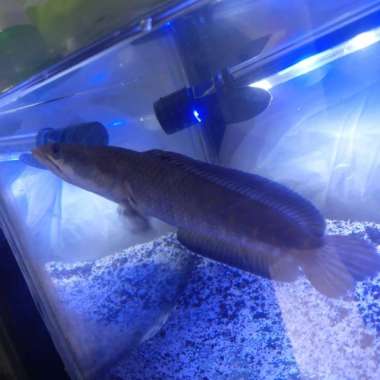 ikan hias chana blu pulcra berkualitas size15-17 jumbo Multicolor