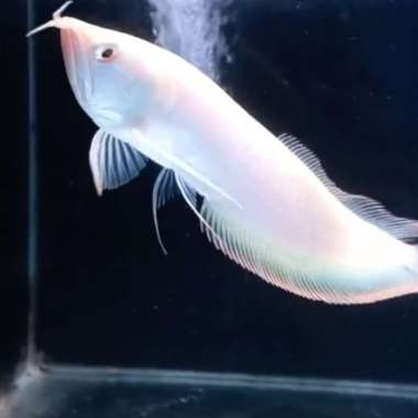ikan arowana silver albino Multicolor