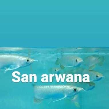 green arwana pino green pino arwana arowana Multicolor