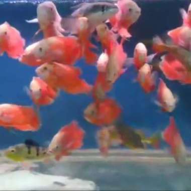 IKAN OSCAR PARIS ALBINO Multicolor