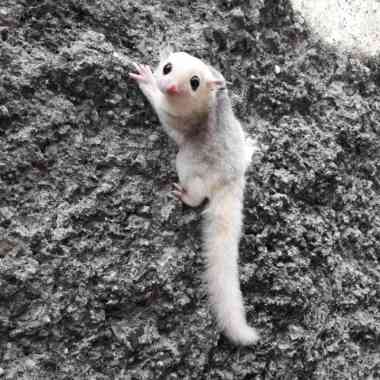 sugar glider platmoz joey Varian Based Information