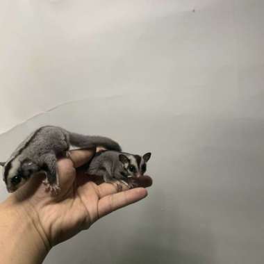 Sugar Glider Classic Grey Joy Sepasang Varian Based Information