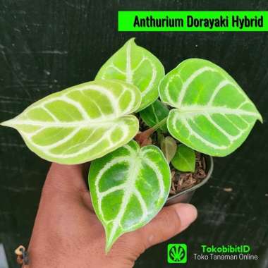 Tanaman Hias Daun Anthurium Dorayaki Hybrid