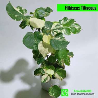 Tanaman Hias Daun Waru Variegata / Hibiscus Tiliaceus