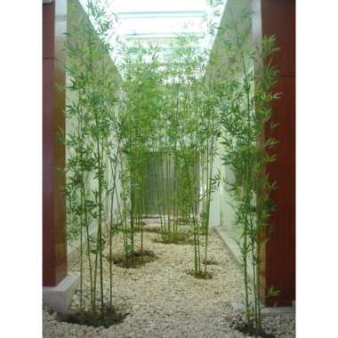 Tanaman Hias Daun Bambu Cina Hijau