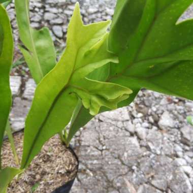 Tanaman Hias Daun Simbar Tegak