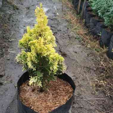 Tanaman Hias Daun Cemara Golden Peking