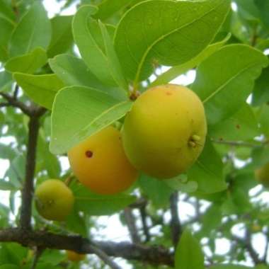 Tanaman Buah Araza / Araca Boi