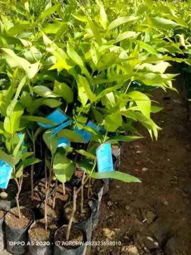 Bibit Tanaman Jambu Air Madu Deli - Siap Tanam