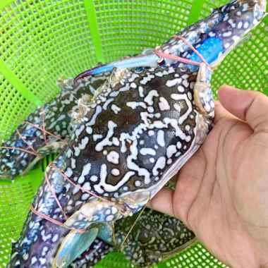 Kepiting Rajungan Frozen 1kg