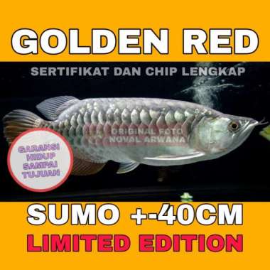 ikan Arwana / Arowana Golden Red Highback / HB +-40CM Multivariasi Multicolor