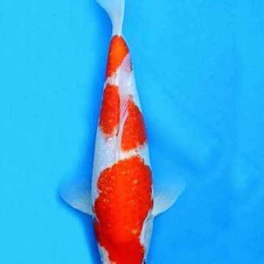 Ikan Koi kohaku import 24cm Multivariasi Multicolor