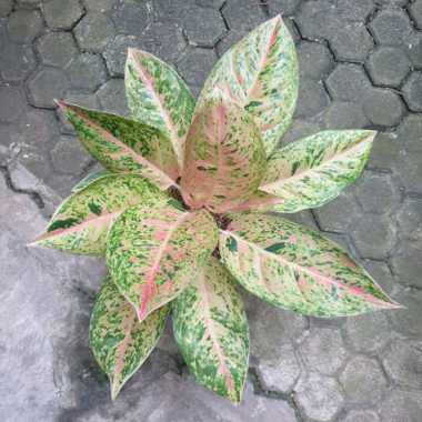 aglaonema aglonema big roy tanaman hias Multivariasi Multicolor