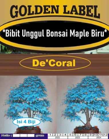 Bibit Bonsai Maple Biru | Benih Bonsai Maple Biru | Pohon Hias Maple