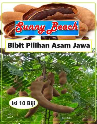 Bibit Pilihan Asam Jawa | Biji Benih Pohon Asam Jawa | Biji Bibit Asam