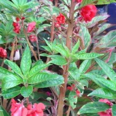 Tanaman Pacar Air Bunga Merah | Pohon Pacar Air