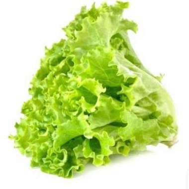 selada keriting lettuce