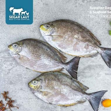 Ikan Baronang | Fresh & Segar Dibersihkan