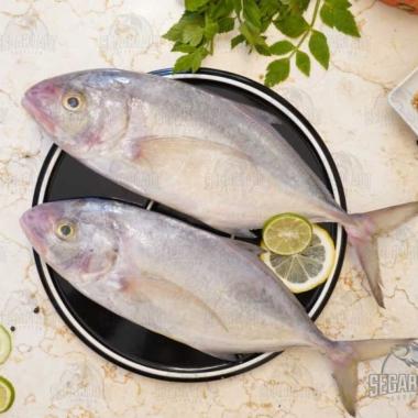 Ikan Kuwe Lilin | FRESH Dibersihkan