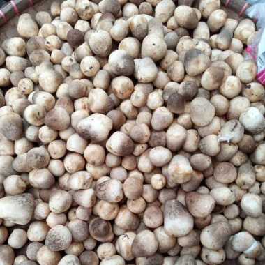 Sayur Jamur Merang 1 kg